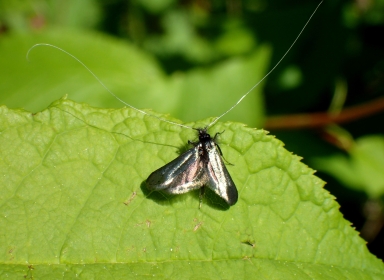 Billede
