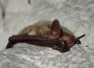 Flagermus