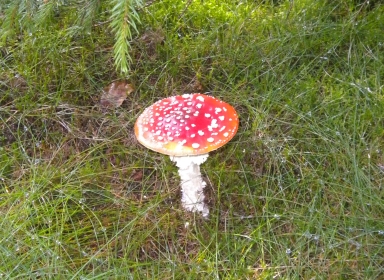 Billede