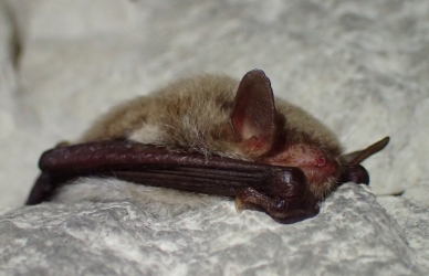 Flagermus