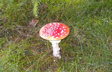 Billede