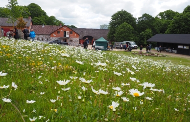 Blomstereng ved Hald